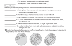 Cell Division Reading Comprehension Worksheet Mitosis And Meiosis