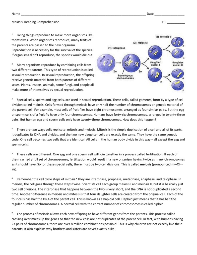 Cell Division Reading Comprehension Worksheet Mitosis And Meiosis 