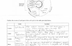 Mitosis And Meiosis Worksheet Answer Key
