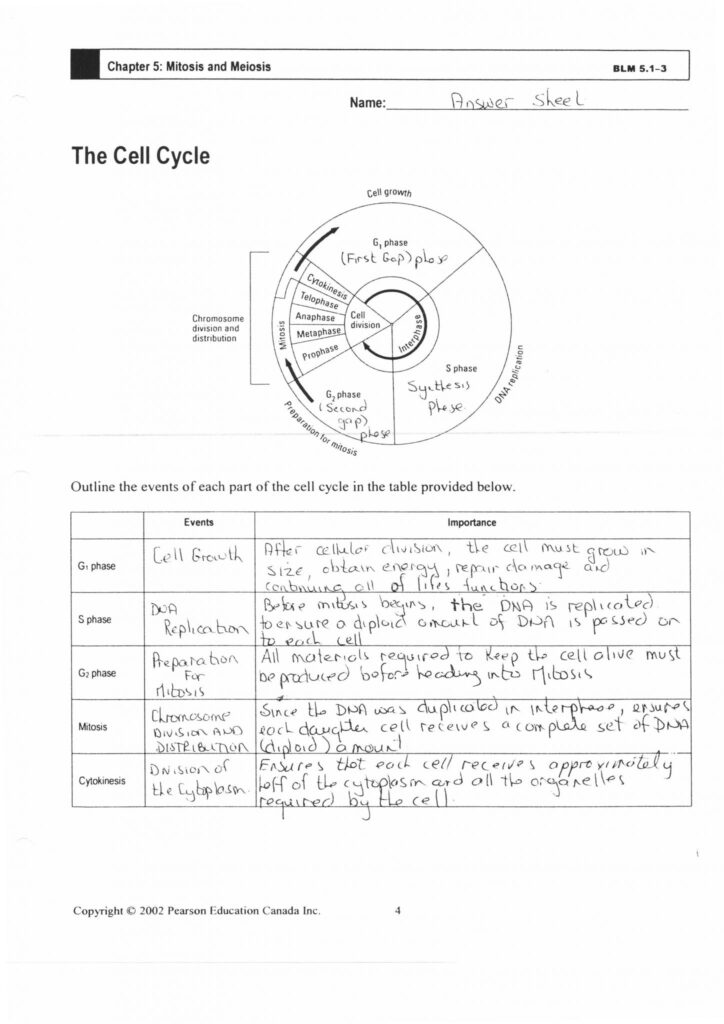 Mitosis And Meiosis Worksheet Answer Key Reading Comprehension Worksheets