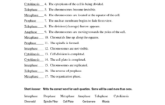 Mitosis And Meiosis Worksheet Answer Key Db excel