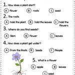 Parts Of The Plant Reading Comprehension Worksheet