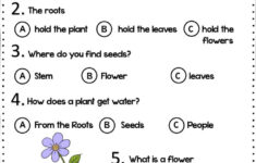 Parts Of The Plant Reading Comprehension Worksheet