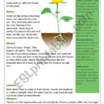 Plants Reading And Comprehension ESL Worksheet By ChaniJ74