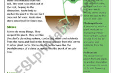 Plants Reading And Comprehension ESL Worksheet By ChaniJ74