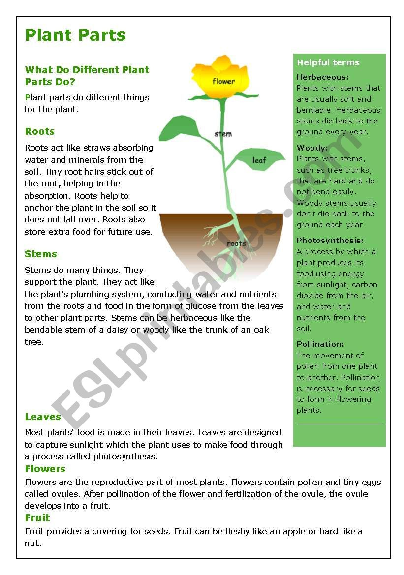 Plants Reading And Comprehension ESL Worksheet By ChaniJ74