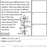 Primarily Plants Unit For K 1 Two Week Science Math And Literacy Unit