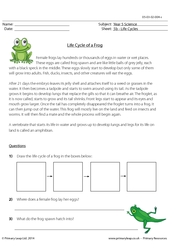 Reading Comprehension Life Cycle Of A Frog Questions