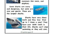 Sharks Exercise