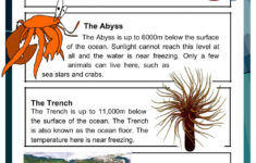 The Ocean Reading Comprehension Worksheet
