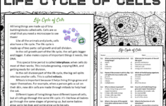 Life Cycle Of Cells Reading Comprehension Passage And Questions with regard to Cells Reading Comprehension Worksheet