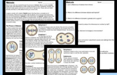 Meiosis - Reading Comprehension Worksheets intended for Meiosis Reading Comprehension Worksheet Answers