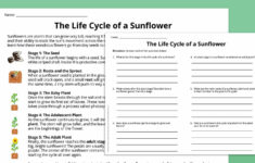 Plant Life Cycle Worksheet Bundle (Free Printables) intended for Plants Reading Comprehension Worksheets