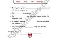 The Digestive System Activities - Esl Worksheetmariola Pdd intended for Digestive System Reading Comprehension Worksheet