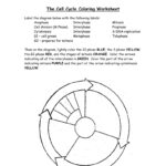 10 In Depth Worksheet For Understanding The Cell Cycle   The Teach For Cell Division Reading Comprehension Worksheet