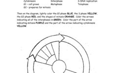10 In-Depth Worksheet For Understanding The Cell Cycle - The Teach for Cell Division Reading Comprehension Worksheet