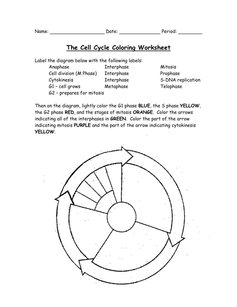 10 In-Depth Worksheet For Understanding The Cell Cycle - The Teach for Cell Division Reading Comprehension Worksheet