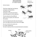 Ants Reading For Detail (Dee…: English Esl Worksheets Pdf & Doc For Insect Reading Comprehension Worksheets