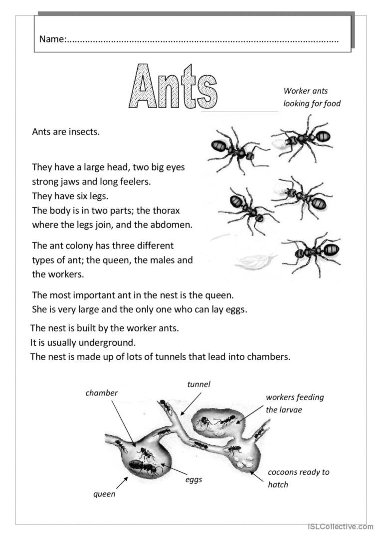 Ants Reading For Detail (Dee…: English Esl Worksheets Pdf &amp;amp; Doc for Insect Reading Comprehension Worksheets