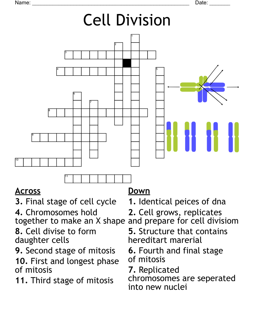 Cell Division Vocabulary Matching Worksheet - Wordmint intended for Cell Division Reading Comprehension Worksheet Mitosis and Meiosis Science