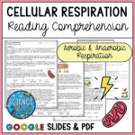 Cell Respiration Reading Comprehension And Questions   Classful Pertaining To Cellular Respiration Reading Comprehension Worksheet