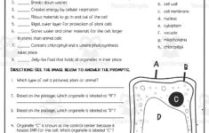 Cells + Their Organelles Reading Activity regarding Cell Organelles Reading Comprehension Worksheets