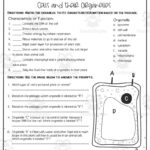 Cells + Their Organelles Reading Activity Within Plant Cells Reading Comprehension Worksheet