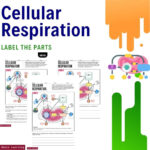 Cellular Respiration Reading Worksheet For Biology Students Pertaining To Cellular Respiration Reading Comprehension Worksheet
