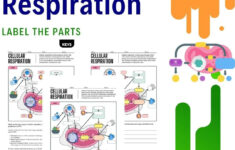 Cellular Respiration Reading Worksheet For Biology Students pertaining to Cellular Respiration Reading Comprehension Worksheet