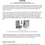Dinosaur Fossils: Reading Comprehension Worksheet With Dinosaurs And Fossils Reading Comprehension Worksheets