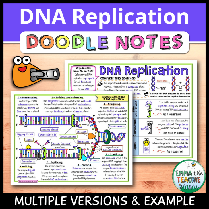 Dna Replication Reading Comprehension Worksheet Dna Replication Reading Comprehension Worksheet