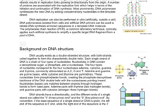 Dna Replication: Process, Enzymes, And Structure regarding Dna Replication Reading Comprehension Worksheet