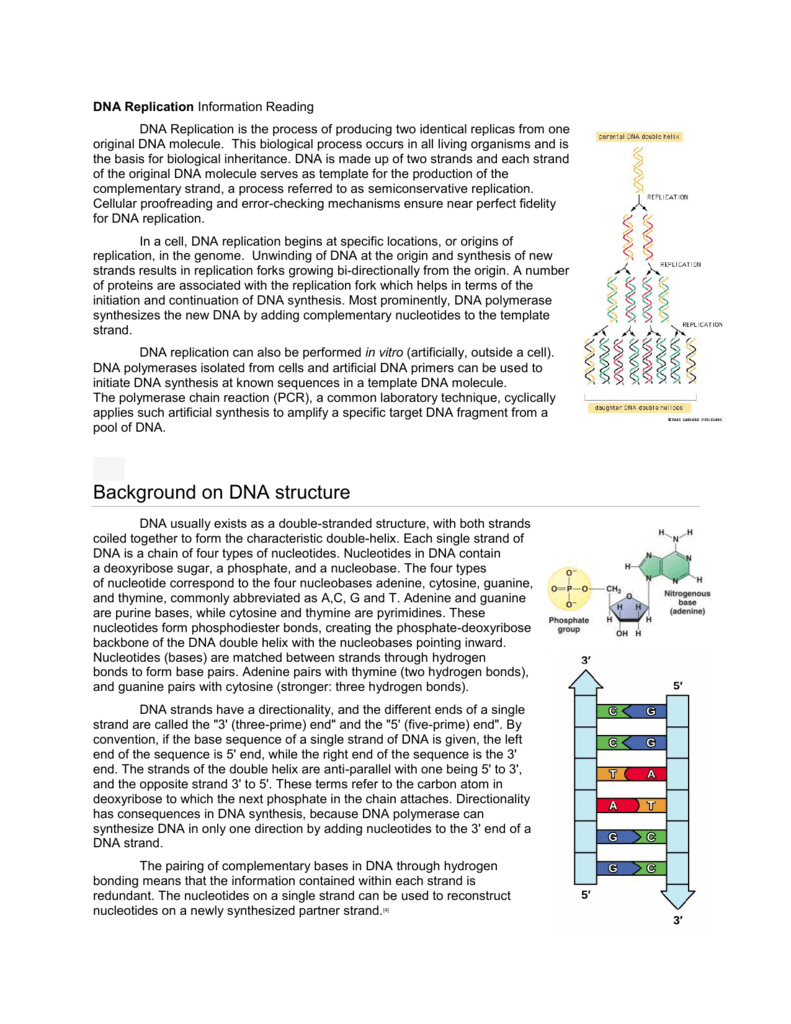 Dna Replication: Process, Enzymes, And Structure regarding Dna Replication Reading Comprehension Worksheet