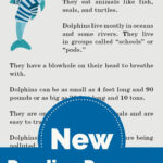 Dolphin Reading Passage For Dolphin Reading Comprehension Worksheets