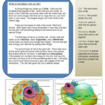 Explore The Cell: English Esl Worksheets Pdf & Doc Pertaining To Plant Cells Reading Comprehension Worksheet