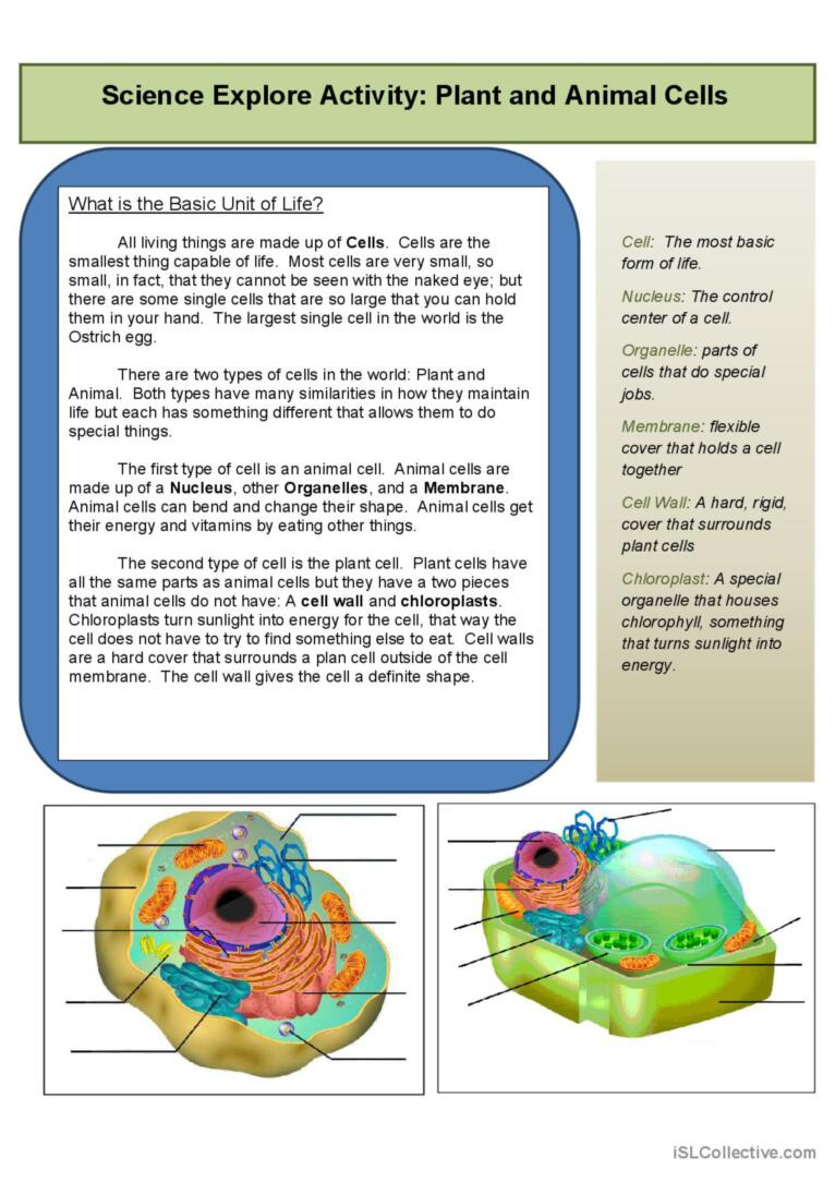 Explore The Cell: English Esl Worksheets Pdf &amp;amp; Doc pertaining to Plant Cells Reading Comprehension Worksheet