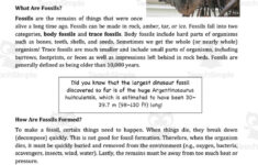 Fossils - Scientific Reading Comprehension Article – Grades 5-7 throughout Fossil Reading Comprehension Worksheets For Kids