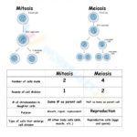 Grade 9 Easter   Mitosis Verses Meiosis Worksheets 2025 Inside Cell Division Reading Comprehension Worksheet Mitosis And Meiosis Science