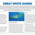 Great White Sharks Non Fiction Text   Whole Class Reading Session Regarding Free Shark Reading Comprehension Worksheets