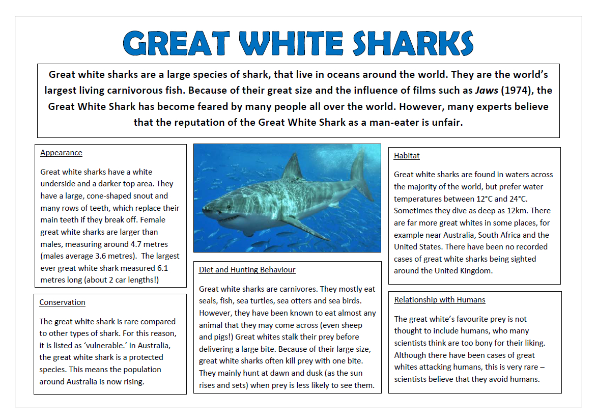 Great White Sharks Non-Fiction Text - Whole Class Reading Session regarding Free Shark Reading Comprehension Worksheets