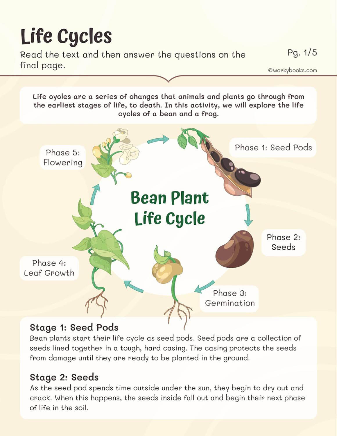 Life Cycles Worksheets | Workybooks intended for Plant Life Cycle Reading Comprehension Worksheet