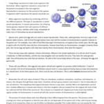 Meiosis Reading Comprehension Worksheet Within Mitosis And Meiosis Reading Comprehension Worksheet