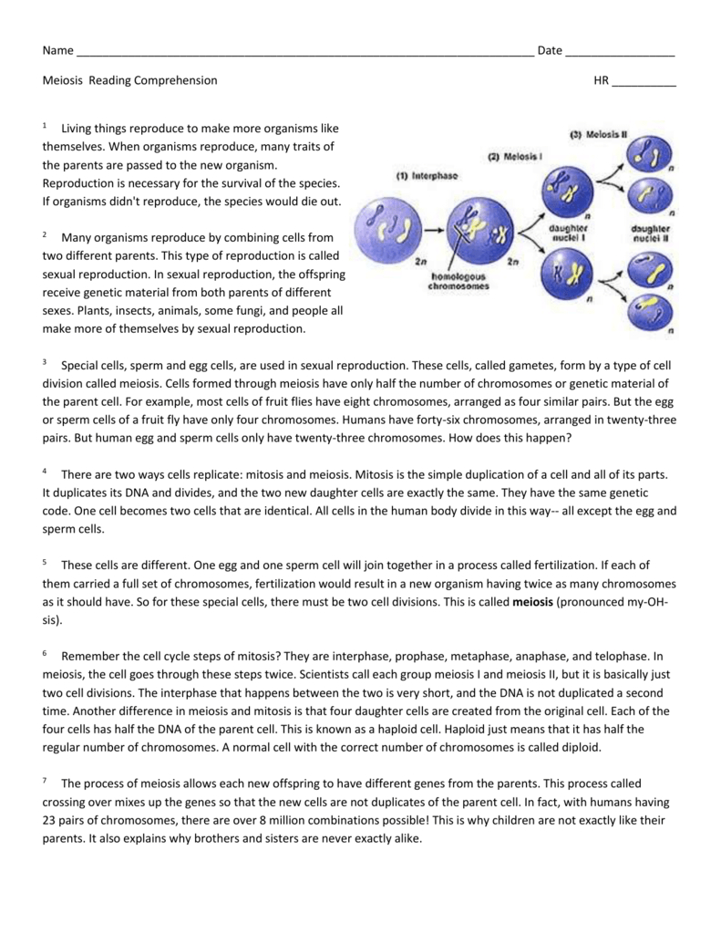 Meiosis Reading Comprehension Worksheet within Mitosis and Meiosis Reading Comprehension Worksheet