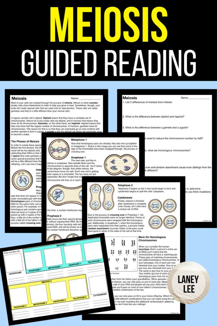 Mitosis and Meiosis Reading Comprehension Worksheet Mitosis and Meiosis Reading Comprehension Worksheet