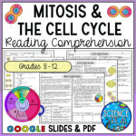 Mitosis Reading Comprehension And Questions   Classful Within Cell Division Reading Comprehension Worksheet Mitosis And Meiosis Science