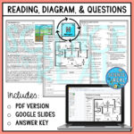 Nitrogen Cycle Diagram, Reading Comprehension, And Questions With Nitrogen Cycle Reading Comprehension Worksheet