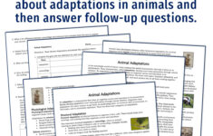 Plant And Animal Adaptations Reading And Worksheet - Flying Colors pertaining to Animal Adaptations Reading Comprehension Worksheets