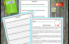Plant Life Cycle Reading Passage With Comprehension Questions for Plant Life Cycle Reading Comprehension Worksheet