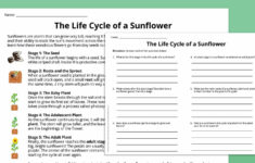 Plant Life Cycle Worksheet Bundle (Free Printables) for Plant Life Cycle Reading Comprehension Worksheet