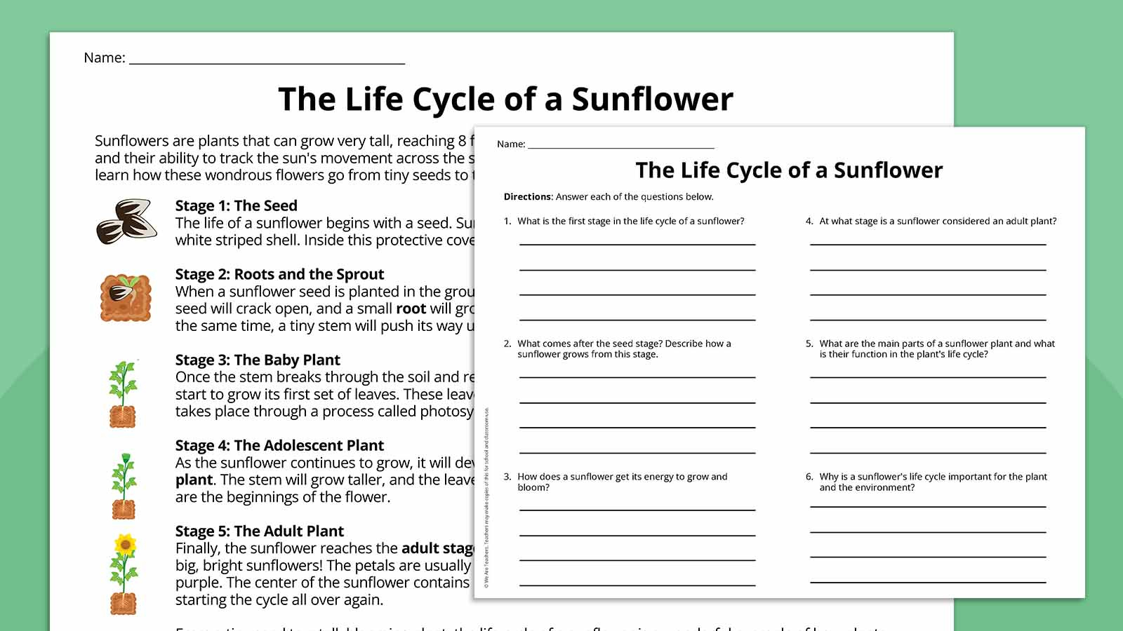 Plant Life Cycle Worksheet Bundle (Free Printables) for Plant Life Cycle Reading Comprehension Worksheet
